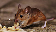 24 Hour & Emergency Exterminators in Oberlin, OH